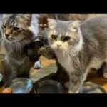 面会もあと1日 猫達夕ごはんニャリ(YouTube)