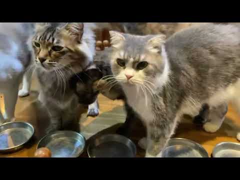 面会もあと1日 猫達夕ごはんニャリ(YouTube)