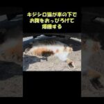 キジシロ猫が車の下でお腹をおっぴろげて爆睡する #猫 #ねこ #cat(YouTube)