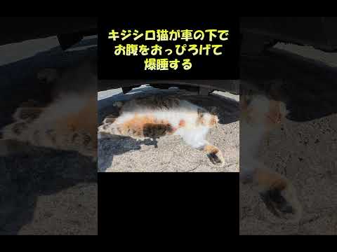 キジシロ猫が車の下でお腹をおっぴろげて爆睡する #猫 #ねこ #cat(YouTube)