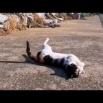 島の猫たちは何故か人の前に出てきて寝転んでみせる(YouTube)