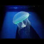 カザリオワンクラゲの発光：葛西臨海水族園カザリオワンクラゲ(YouTube)