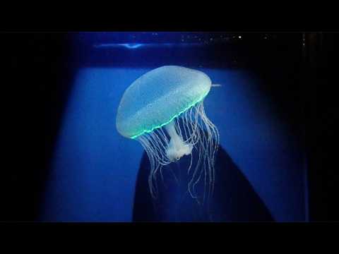 カザリオワンクラゲの発光：葛西臨海水族園カザリオワンクラゲ(YouTube)