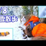 【2/8 】記録的な大雪で別世界となったお庭へ猫を連れ出した結果がヤバ過ぎました‥☃🐈　【ボス吉豪雪散歩】(YouTube)