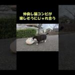 仲良し猫コンビが楽しそうにじゃれ合う #猫 #ねこ #cat(YouTube)