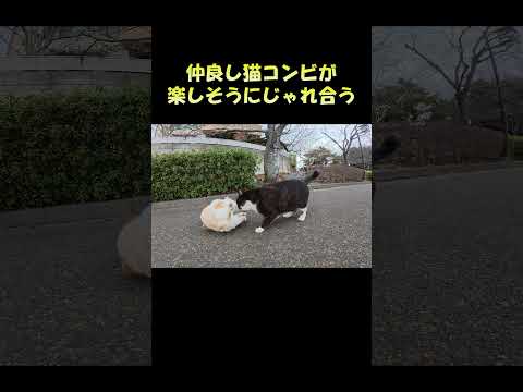 仲良し猫コンビが楽しそうにじゃれ合う #猫 #ねこ #cat(YouTube)