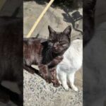マーブル猫ちゃんとタヌキみたいな猫ちゃんは仲良し(YouTube)