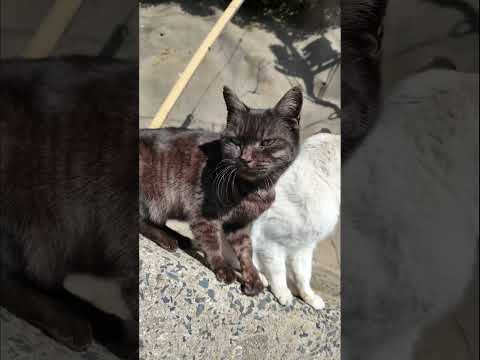 マーブル猫ちゃんとタヌキみたいな猫ちゃんは仲良し(YouTube)