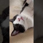 ペッタンコやな(YouTube)