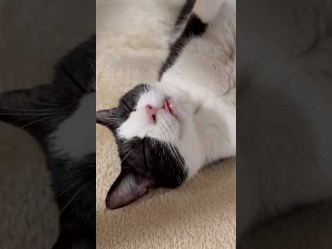 ペッタンコやな(YouTube)