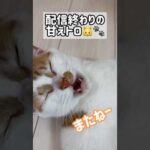 配信終わりに甘えてなくトロ！ #shorts(YouTube)