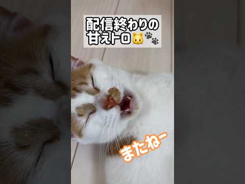 配信終わりに甘えてなくトロ！ #shorts(YouTube)