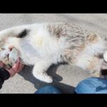 ツンデレな黒猫をモフっていたらデレデレなキジシロ猫も寄って来た(YouTube)