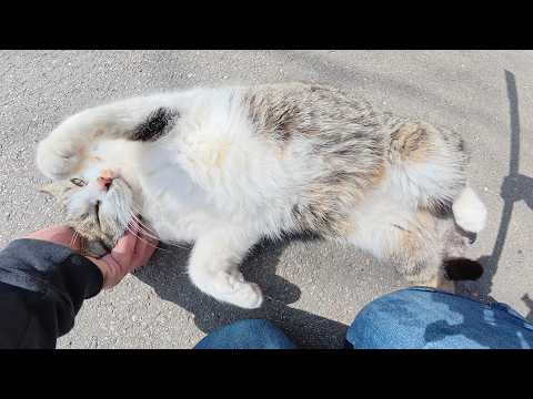 ツンデレな黒猫をモフっていたらデレデレなキジシロ猫も寄って来た(YouTube)