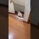 意外と軽やか(YouTube)