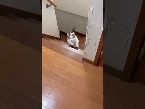 意外と軽やか(YouTube)