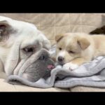 介護が必要な子犬の隣で寄り添い続けるぶるまるの姿が優しかった…(YouTube)