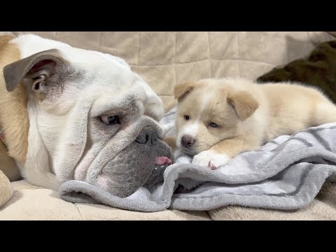 介護が必要な子犬の隣で寄り添い続けるぶるまるの姿が優しかった…(YouTube)