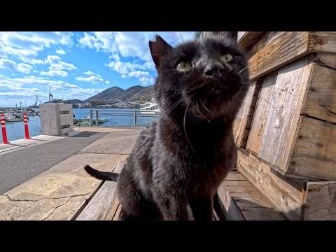 漁港で出会った黒猫ちゃん、撫でられたくて自分から台の上へ…可愛すぎる瞬間(YouTube)