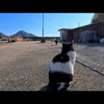 島の東端の漁港で猫発見！近づくと逃げるけど気になる距離感が可愛すぎた(YouTube)