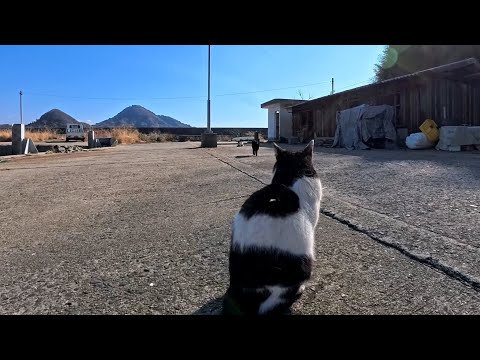 島の東端の漁港で猫発見！近づくと逃げるけど気になる距離感が可愛すぎた(YouTube)