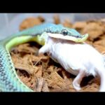 ツノの生えた毒ヘビ(YouTube)