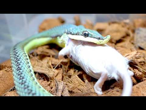 ツノの生えた毒ヘビ(YouTube)