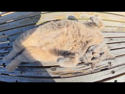 トトロ猫がお腹をマッサージされてから人間のひざの上で休む(YouTube)