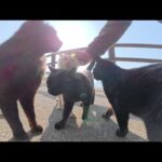 海辺の道で、黒猫が支配する猫軍団がモフられにやって来た(YouTube)