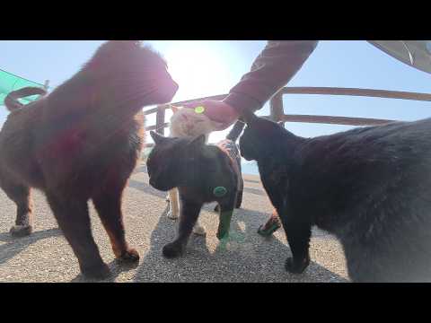 海辺の道で、黒猫が支配する猫軍団がモフられにやって来た(YouTube)