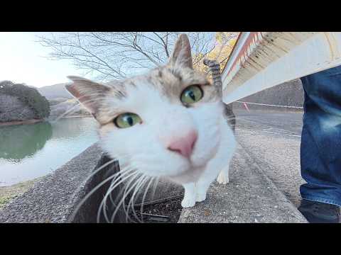 恥ずかしがり屋のキジシロ猫をモフっていたら仲間達も寄って来た(YouTube)