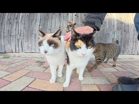 整列する猫ちゃん達を順番にモフろうとしたらワチャワチャと遊び出した(YouTube)