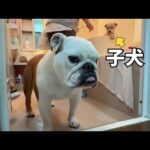超未熟な生後1ヵ月の子犬が初めてお風呂に入りました！(YouTube)