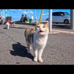 フェリー乗り場付近をウロウロする島の猫たち(YouTube)