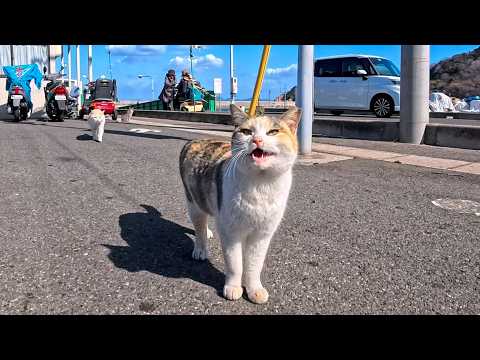 フェリー乗り場付近をウロウロする島の猫たち(YouTube)