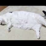 病院でお尻を診察してもらった猫(YouTube)