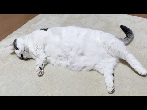 病院でお尻を診察してもらった猫(YouTube)