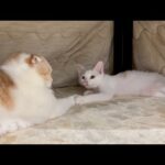 先輩猫と手を繋がないと寝れなくなっちゃった新入り子猫が可愛すぎましたw(YouTube)