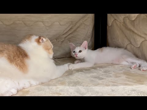 先輩猫と手を繋がないと寝れなくなっちゃった新入り子猫が可愛すぎましたw(YouTube)
