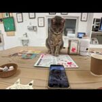 📱インスタの投稿を真剣チェックする猫…表情が可愛すぎて心奪われた🐱(YouTube)