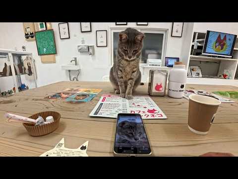 📱インスタの投稿を真剣チェックする猫…表情が可愛すぎて心奪われた🐱(YouTube)
