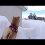 大雪の中、庭で待つママを見つけた瞬間の柴犬(YouTube)