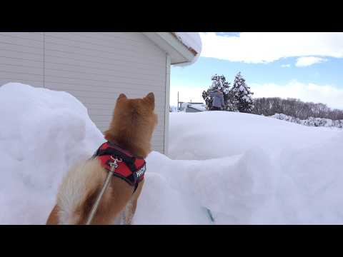 大雪の中、庭で待つママを見つけた瞬間の柴犬(YouTube)