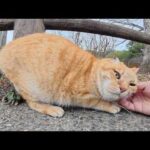 片耳の茶トラ猫ちゃんをモフると、くすぐったそうに体を丸める(YouTube)