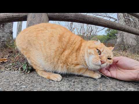 片耳の茶トラ猫ちゃんをモフると、くすぐったそうに体を丸める(YouTube)