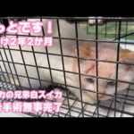 やっとです！ 足かけ2年2か月 スイカの兄弟白スイカ 無事去勢手術完了しました   2026 02 07 1(YouTube)