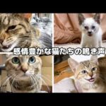 子猫時代から今の猫たちの鳴き声はこんなに可愛く個性豊かでした【にゃんにゃんにゃんの日】(YouTube)