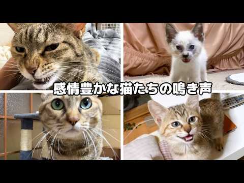 子猫時代から今の猫たちの鳴き声はこんなに可愛く個性豊かでした【にゃんにゃんにゃんの日】(YouTube)
