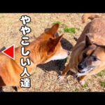 【軟弱軍団結成計画】梅干くんとハッチくんを合わせて見ました(YouTube)