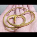 ガリガリで生気のないヘビを助けたい(YouTube)